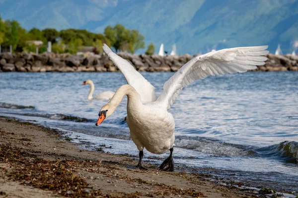 Jeden Niemych Łabędzi Rozpościerających Skrzydła Plaży Cygnus Olor Biegnie Pozycji — Zdjęcie stockowe