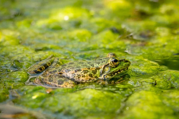 Jedna Żaba Wodzie Środowisku Naturalnym Lekcja Pelofilaksji Europejska Żaba Piękno — Zdjęcie stockowe