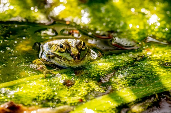 서식지의 개구리 마리입니다 Pelophylax Lessonae 개구리입니다 자연계의 아름다움 — 스톡 사진