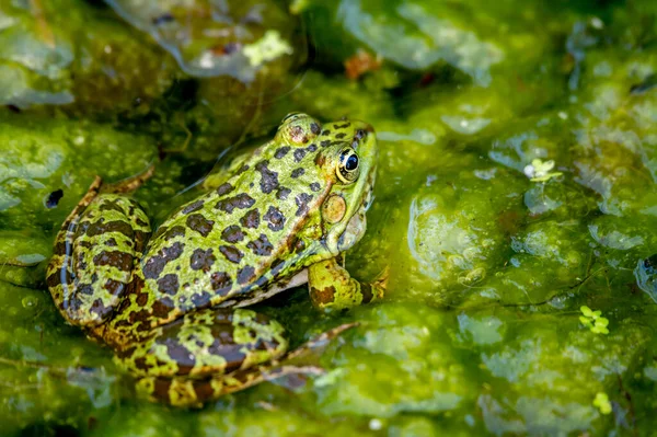 Jedna Żaba Wodzie Środowisku Naturalnym Lekcja Pelofilaksji Europejska Żaba Piękno — Zdjęcie stockowe