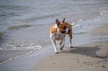 One white and brown dog walking on the beach beside water. Tranquil scene.