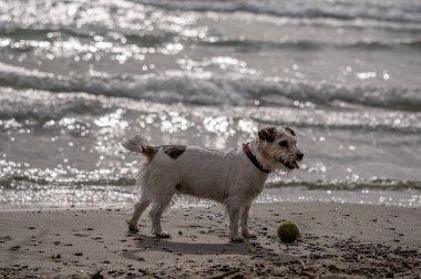 One white and brown dog walking on the beach beside water. Tranquil scene.