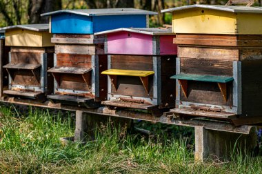 Hives of bees in the apiary. Painted wooden beehives with active honey bees. Bee yard in Switzeland. Biodiversity and ecology concept.