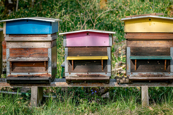 Hives of bees in the apiary. Painted wooden beehives with active honey bees. Bee yard in Switzeland. Biodiversity and ecology concept.