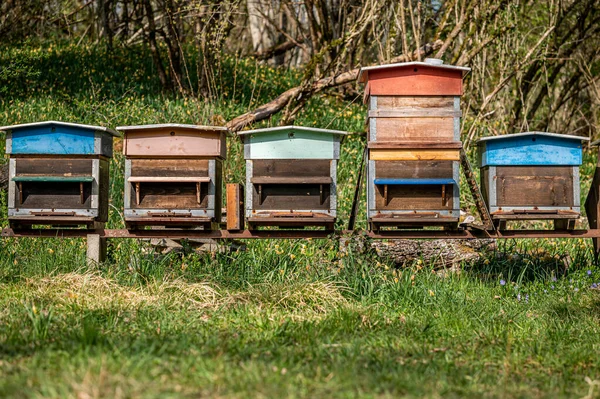 Hives Bees Apiary Painted Wooden Beehives Active Honey Bees Bee —  Fotos de Stock