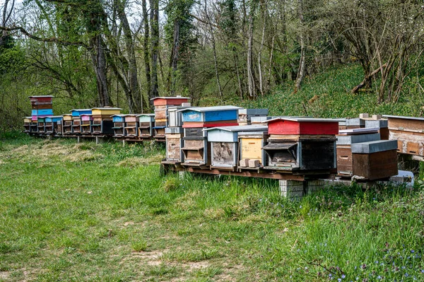 Hives Bees Apiary Painted Wooden Beehives Active Honey Bees Bee —  Fotos de Stock