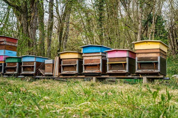 Hives Bees Apiary Painted Wooden Beehives Active Honey Bees Bee —  Fotos de Stock