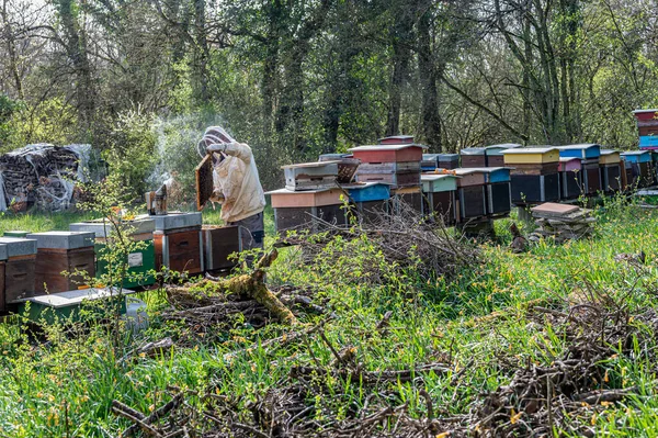 Пчеловод Пасеке Пчеловод Работает Пчелами Ульями Пасеке Трудолюбивые — стоковое фото
