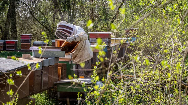 Пчеловод Пасеке Пчеловод Работает Пчелами Ульями Пасеке Трудолюбивые — стоковое фото