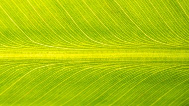 Closeup of banana leaf. Abstract backgrounds. Green color image.