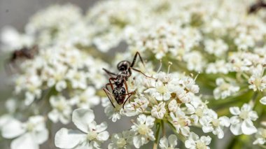 Ant on flower. Black garden ants on white flowers. Lasius niger. Beauty in nature.
