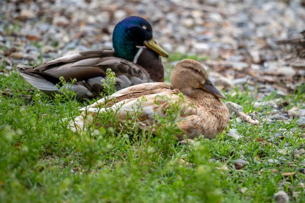 Une Pelleteuse Reposant Sur Herbe Côté Colvert Pelle Nordique Anas — Photo