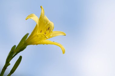 Açık gökyüzüne karşı sarı çiçek. Hemerocallis lioasphodelus. Hemerocallis flavası. Limon güpegündüz. Limonlu zambak. Gündüz sarısı. Doğada güzellik.