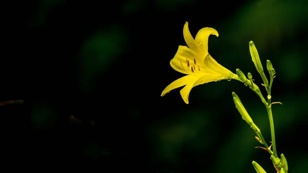 Flor Amarilla Con Fondo Oscuro Hemerocallis Lilioasphodelus Hemerocallis Flava Lemon — Foto de Stock