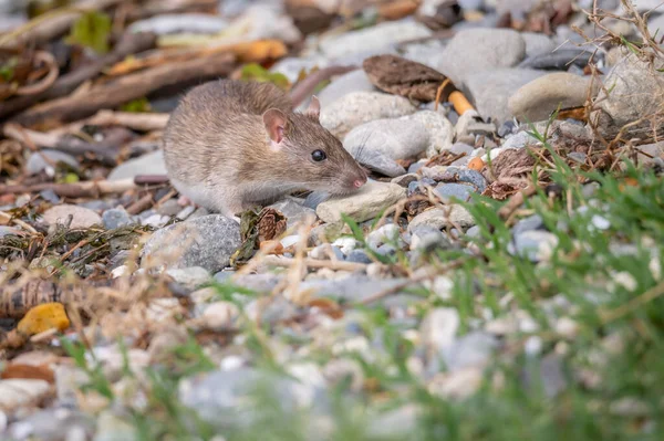 Brown rat. Rattus norvegicus. Common rodent foraging. Wildlife.