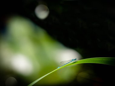 Damselfly on green leaves. One male variable damselfly. Variable bluet. Coenagrion pulchellum. Beauty in nature.
