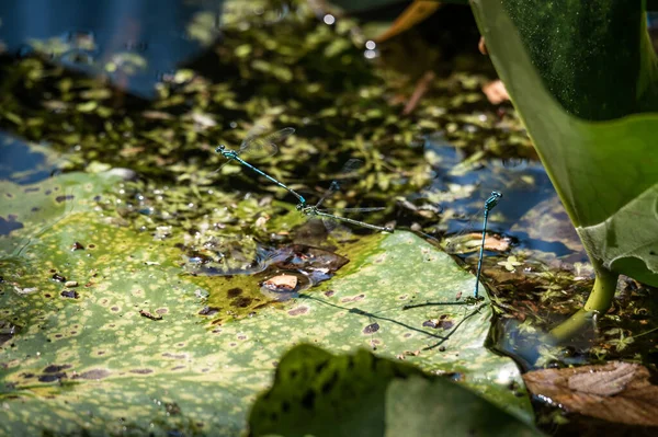 Damselfly Lotus Leaves Animal Mating Male Variable Damselflies Variable Bluet — Foto de Stock