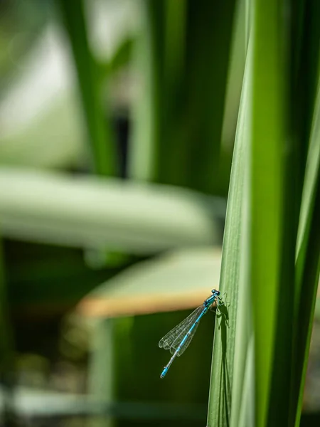 Légylégy Zöld Leveleken Egy Férfi Változtatható Szitakötő Változó Bluet Coenagrion — Stock Fotó