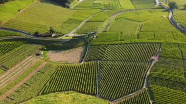 Gün batımında üzüm bağlarından geçen yeşil bir trenin hava görüntüsü. Aigle, Vaud Canton, İsviçre, 4K. Peyzaj ve seyahat hedefi,