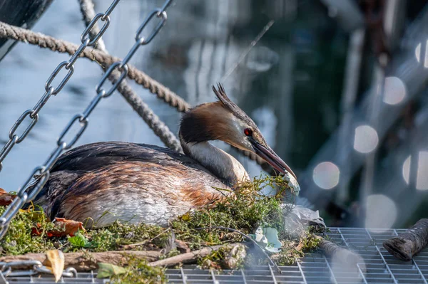 Great Crested Grebe Podiceps Cristatus Nest Eggs Biodiversity Ecology — Foto Stock