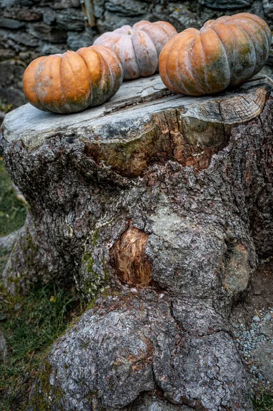 Pompoenen Hout Halloween Oogst Feestdag — Stockfoto