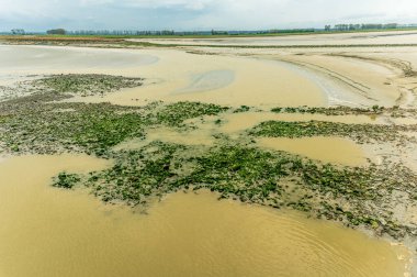 Low Tide 'daki gelgit düzlüklerinin ve yeşil yosunların manzarası. Mont-Saint-Michel Körfezi, Normandiya, Fransa.