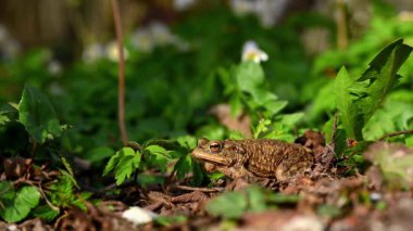 İlkbaharda açık havada ormanda bir kurbağanın gerçek zamanı. İsviçre 'de Bufo bufo.