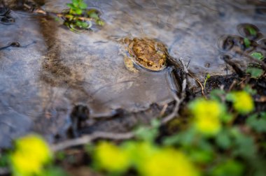 İlkbaharda açık havada suda yaygın bir kurbağa. İsviçre 'de Bufo bufo.