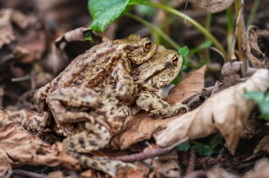 Ormanda İki Ortak Kurbağa Çiftleşmesi. İsviçre 'de Bufo Bufo' ya yakın çekim.