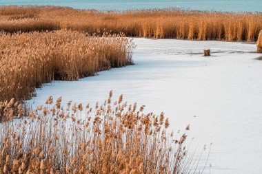 Kışın Altın Sazlıklarla Donmuş Sulak Arazi manzarası. Buz Bataklığı ve Doğal Yaşam Alanı. Yverdon, Vaud, İsviçre.