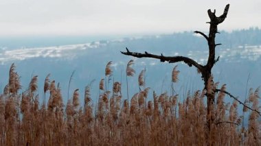 Neuchatel Gölü 'ndeki Golden Reed yatağının üzerindeki ölü bir ağacın gerçek zamanlı manzarası. Yverdon, Vaud, İsviçre. Yakınlaştır.