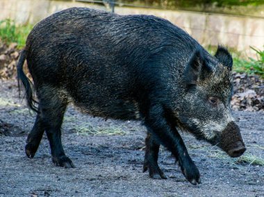 İsveç, Stockholm 'deki açık hava müzesi Skansen' de yaban domuzu. 2010 yılı tahminlerine göre İsveç 'te başta güney kesiminde olmak üzere 150.000 - 300 bin yaban domuzu bulunmaktaydı..