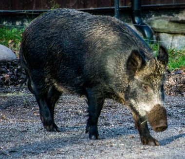 İsveç, Stockholm 'deki açık hava müzesi Skansen' de yaban domuzu. 2010 yılı tahminlerine göre İsveç 'te başta güney kesiminde olmak üzere 150.000 - 300 bin yaban domuzu bulunmaktaydı..
