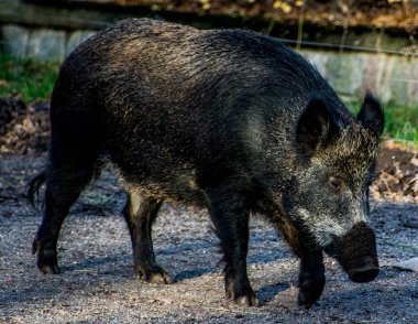İsveç, Stockholm 'deki açık hava müzesi Skansen' de yaban domuzu. 2010 yılı tahminlerine göre İsveç 'te başta güney kesiminde olmak üzere 150.000 - 300 bin yaban domuzu bulunmaktaydı..
