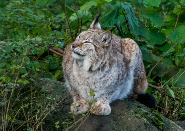 Luchs Schwedische Wildkatze Freilichtmuseum Stockholm Schweden — Stockfoto