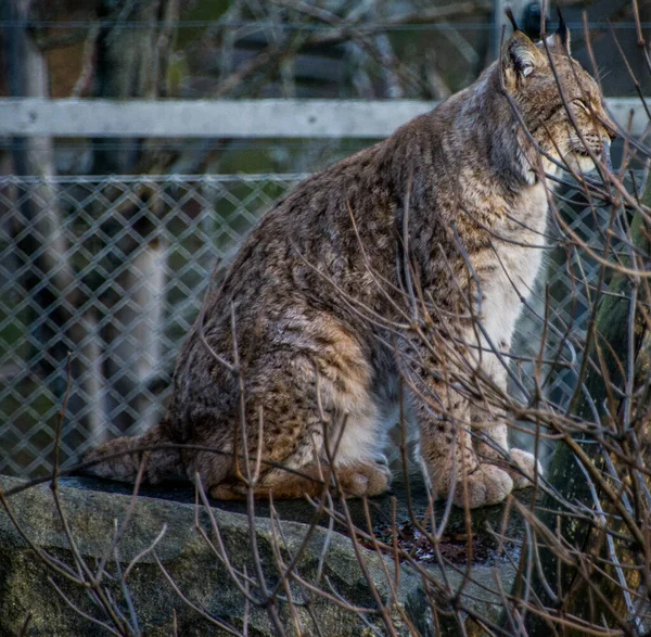 Lynx Gato Selvagem Sueco Museu Livre Estocolmo Suécia — Fotografia de Stock