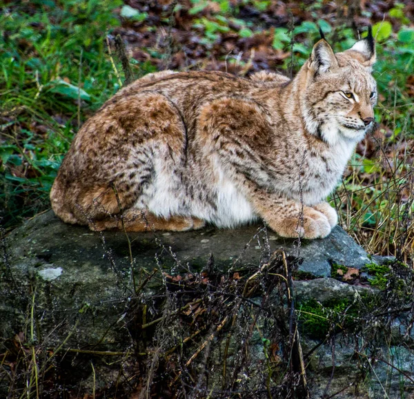 Lynx Chat Sauvage Suédois Dans Musée Plein Air Stockholm Suède — Photo