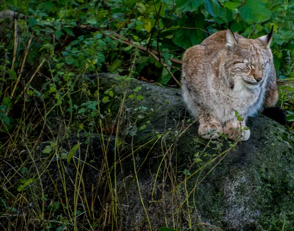 Lynx Gato Selvagem Sueco Museu Livre Estocolmo Suécia — Fotografia de Stock