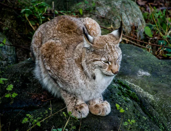 Lynx, İsveç Yaban Kedisi, Stockholm, İsveç 'teki açık hava müzesinde..