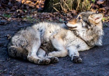 Wolf Stockholm, İsveç 'te açık hava müzesi Skansen' de