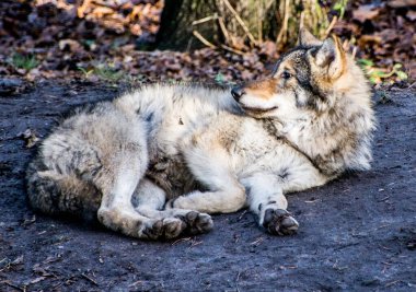 Wolf Stockholm, İsveç 'te açık hava müzesi Skansen' de