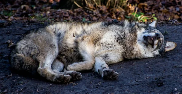 Lobo Museo Aire Libre Skansen Estocolmo Suecia —  Fotos de Stock