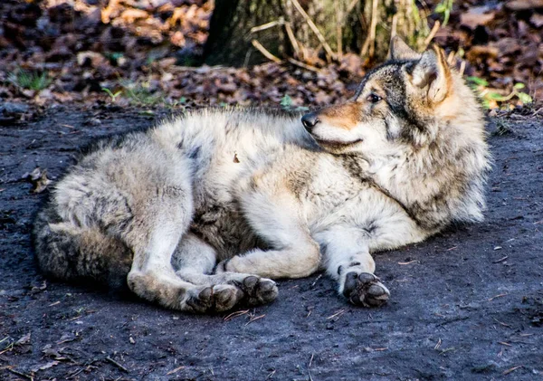 Lobo Museo Aire Libre Skansen Estocolmo Suecia —  Fotos de Stock