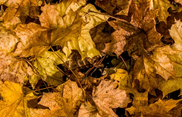 瑞典斯德哥尔摩地面上的秋叶 — 图库照片