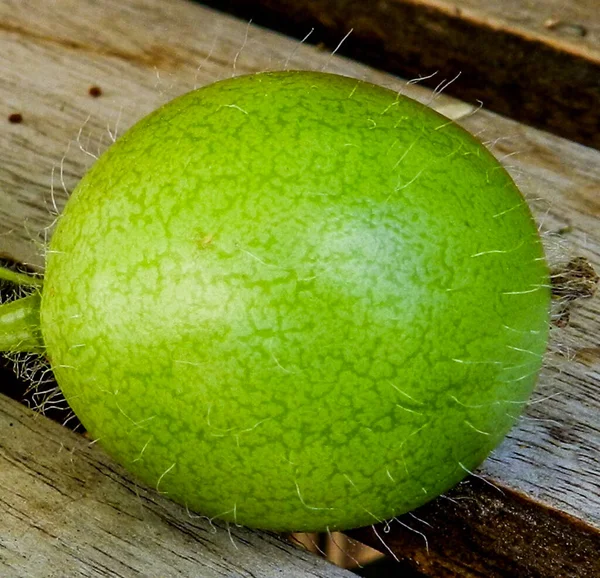 Watermeloen Een Balkonteelt Waarbij Meloen Slechts Enkele Centimeters Groot Geworden — Stockfoto