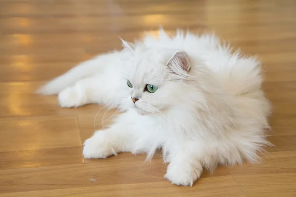 Белые персидские кошки — стоковое фото