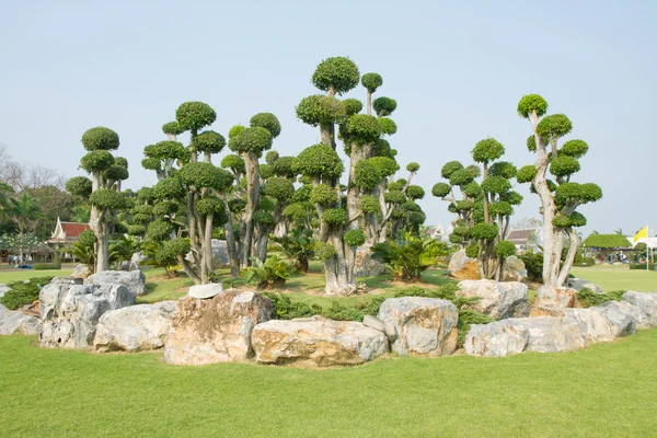 Ficus Microcarpa no parque — Fotografia de Stock