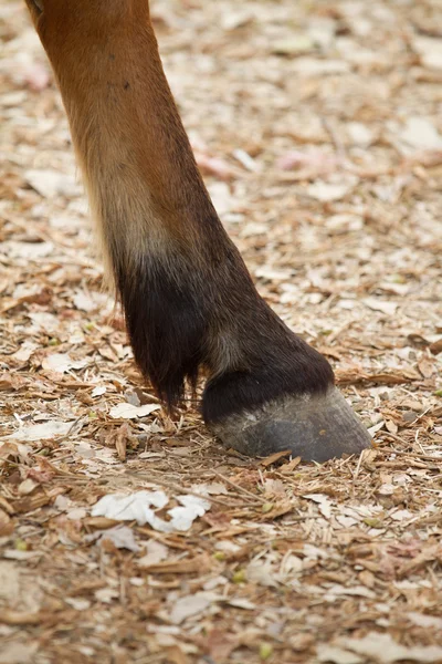 Perna de um cavalo — Fotografia de Stock