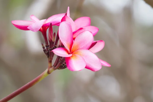 Fiori di frangipani rosa — Foto Stock