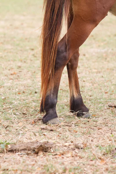 Leg of horse — Stock Photo, Image